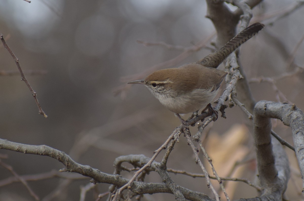 Bewick's Wren - ML626930881