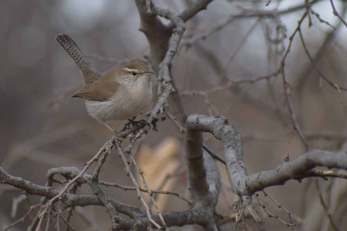 Bewick's Wren - ML626930882