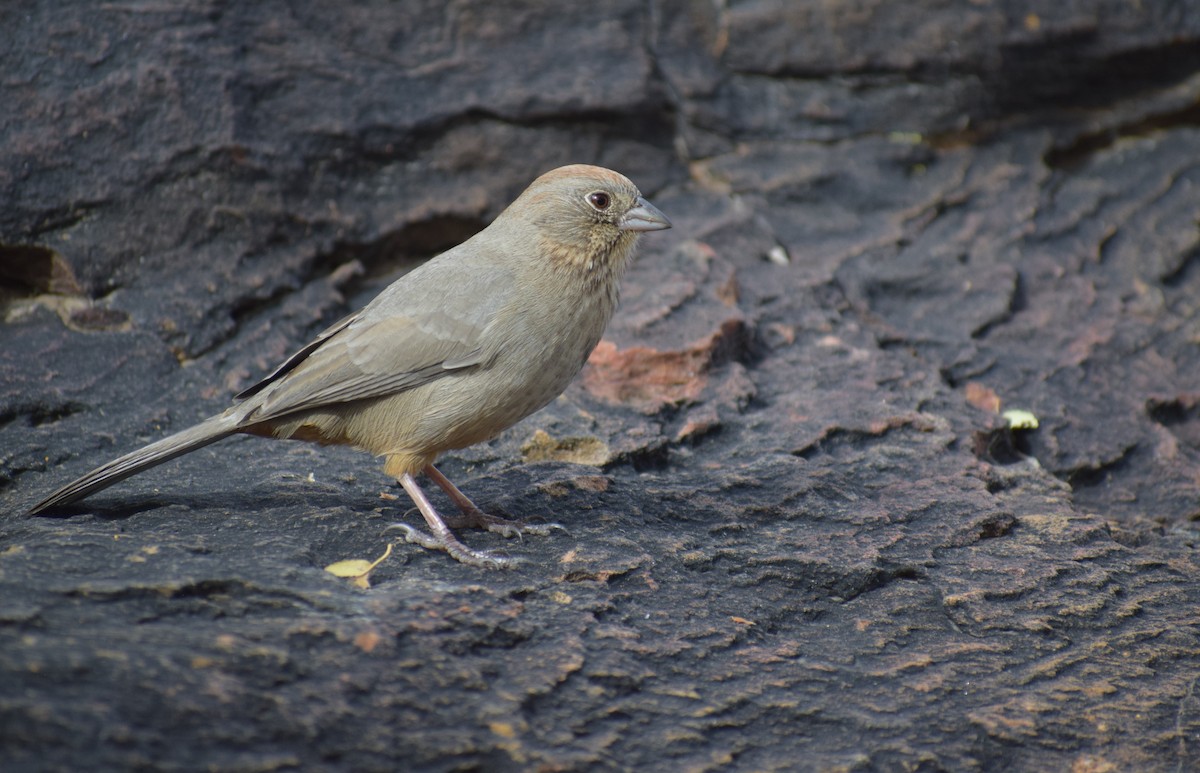 Canyon Towhee - ML626930893