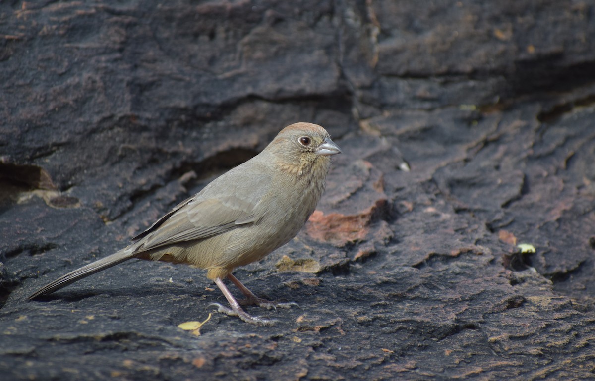 Canyon Towhee - ML626930894