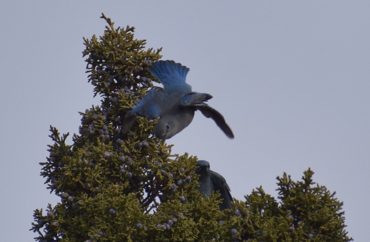 Mountain Bluebird - ML626930974