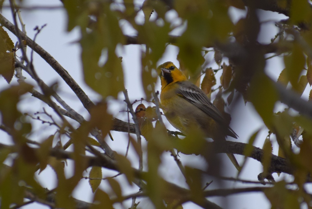 Bullock's Oriole - ML626930987