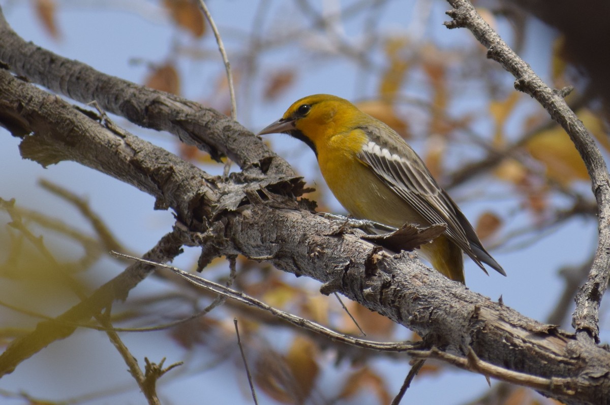 Bullock's Oriole - ML626930988