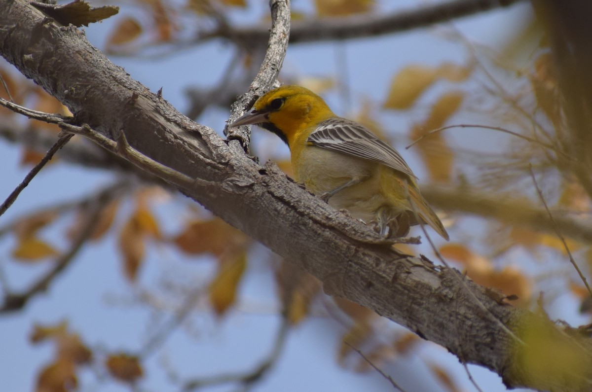 Bullock's Oriole - ML626930989