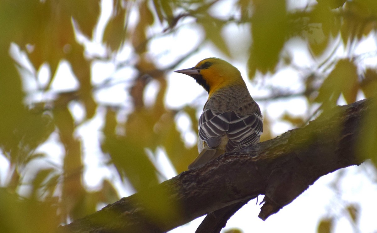 Bullock's Oriole - ML626930990