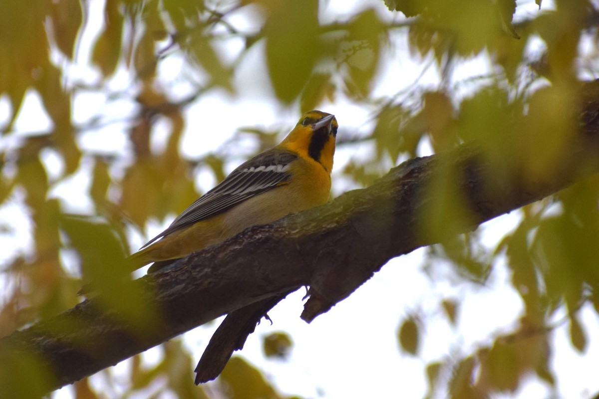 Bullock's Oriole - ML626930992