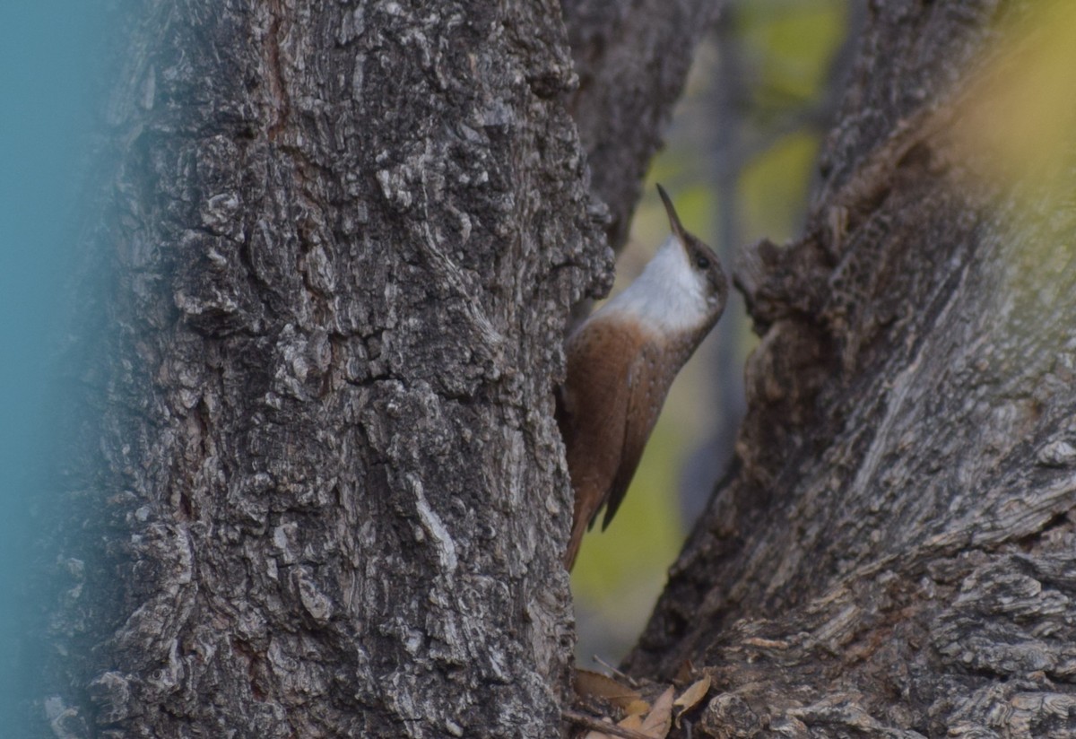 Canyon Wren - ML626931146