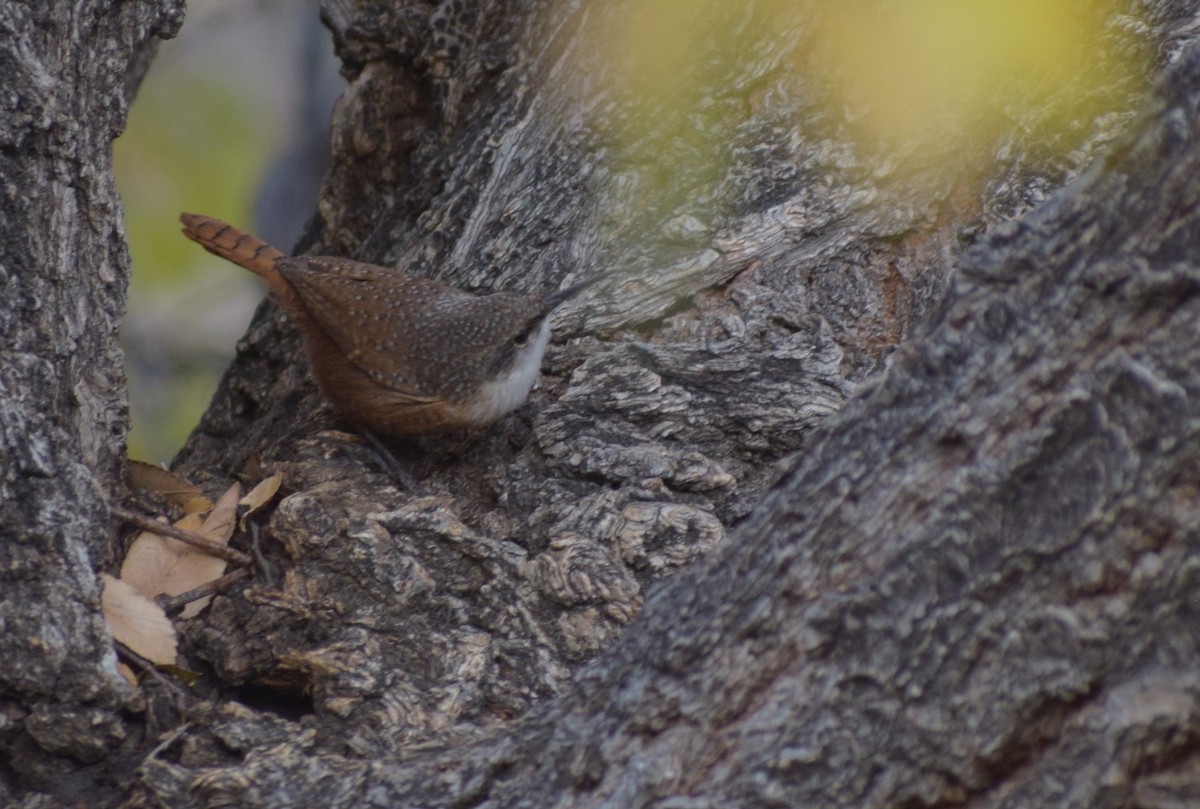 Canyon Wren - ML626931147