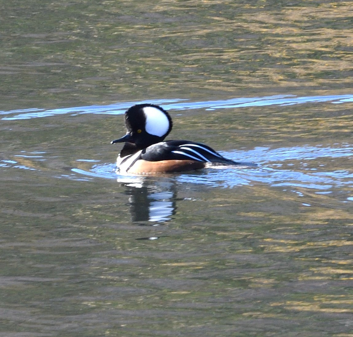 Hooded Merganser - ML626931197