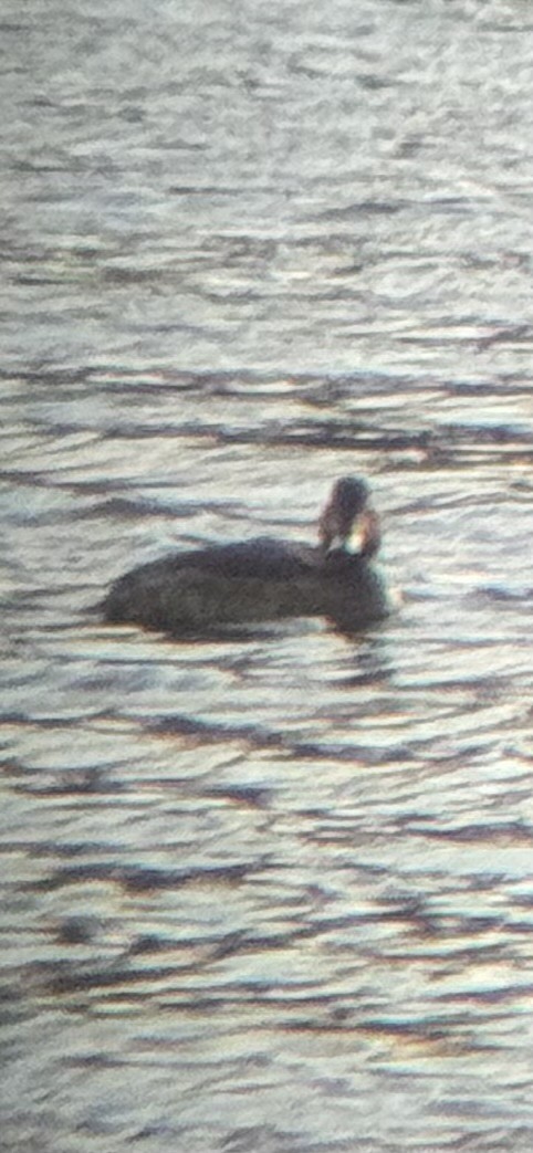 Redhead - ML626931401