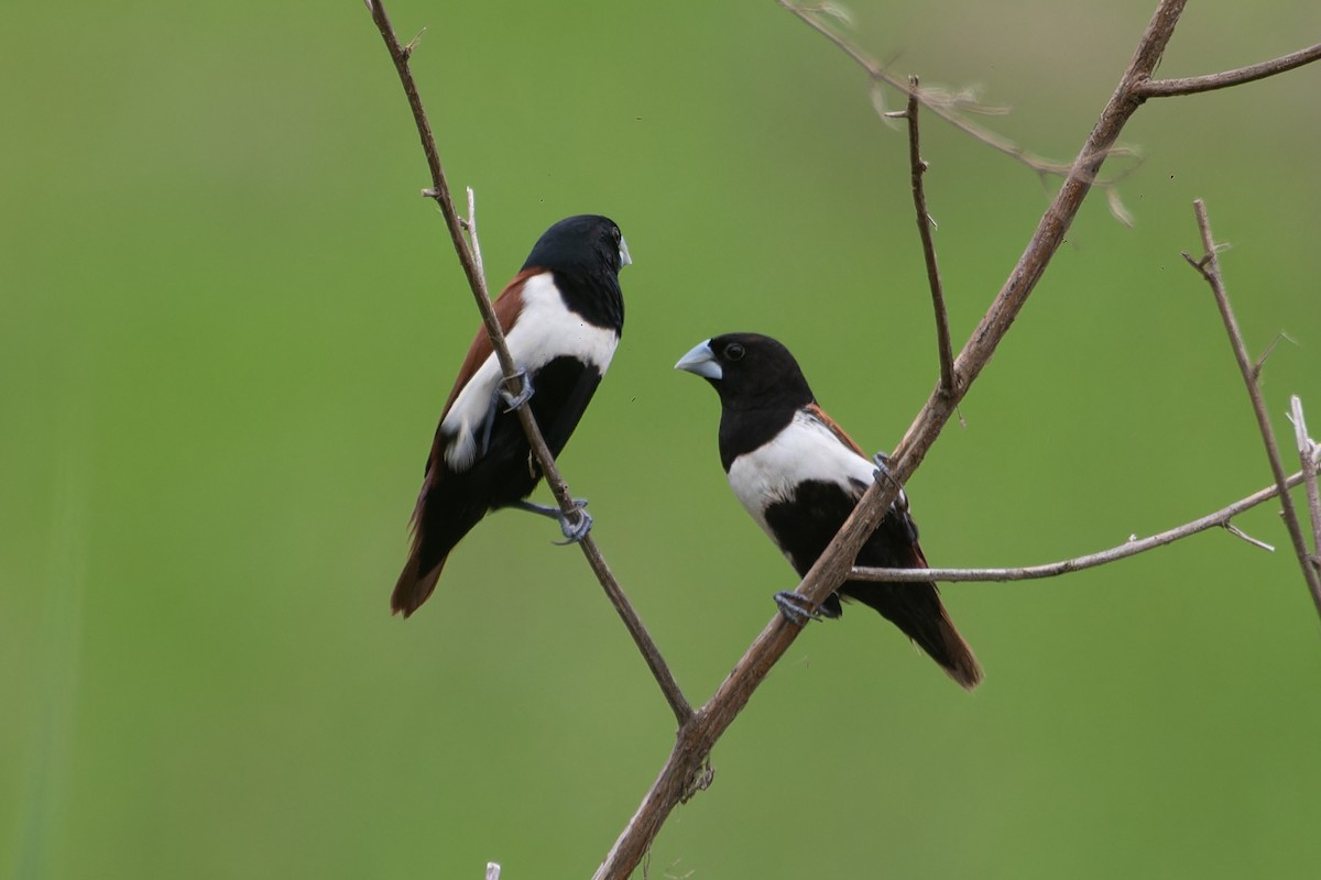 Tricolored Munia - ML626931446