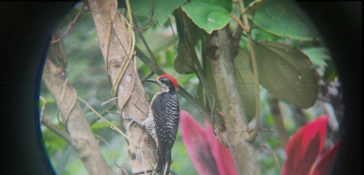Black-cheeked Woodpecker - ML626931467