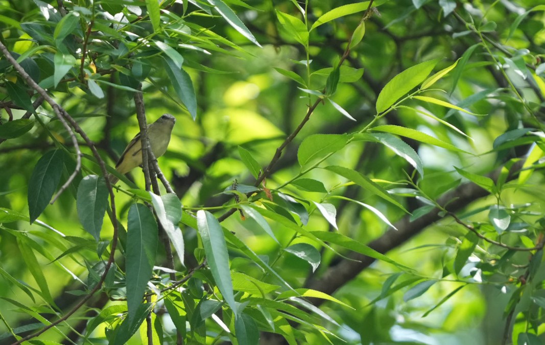 Buff-banded Tyrannulet - ML626931547