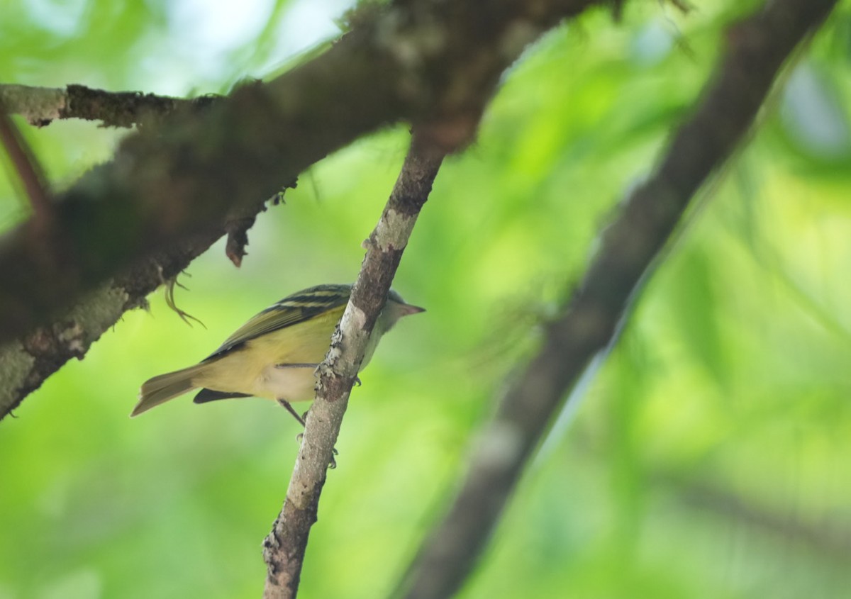 Buff-banded Tyrannulet - ML626931548