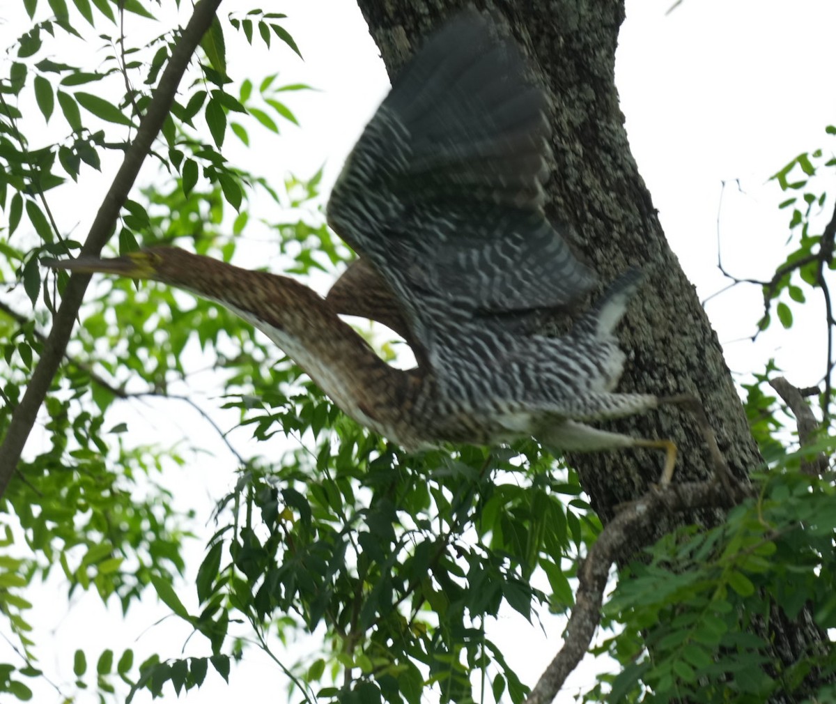 Rufescent Tiger-Heron - ML626931605