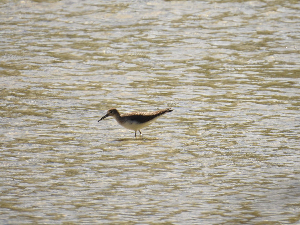 Einsiedelwasserläufer - ML626931626