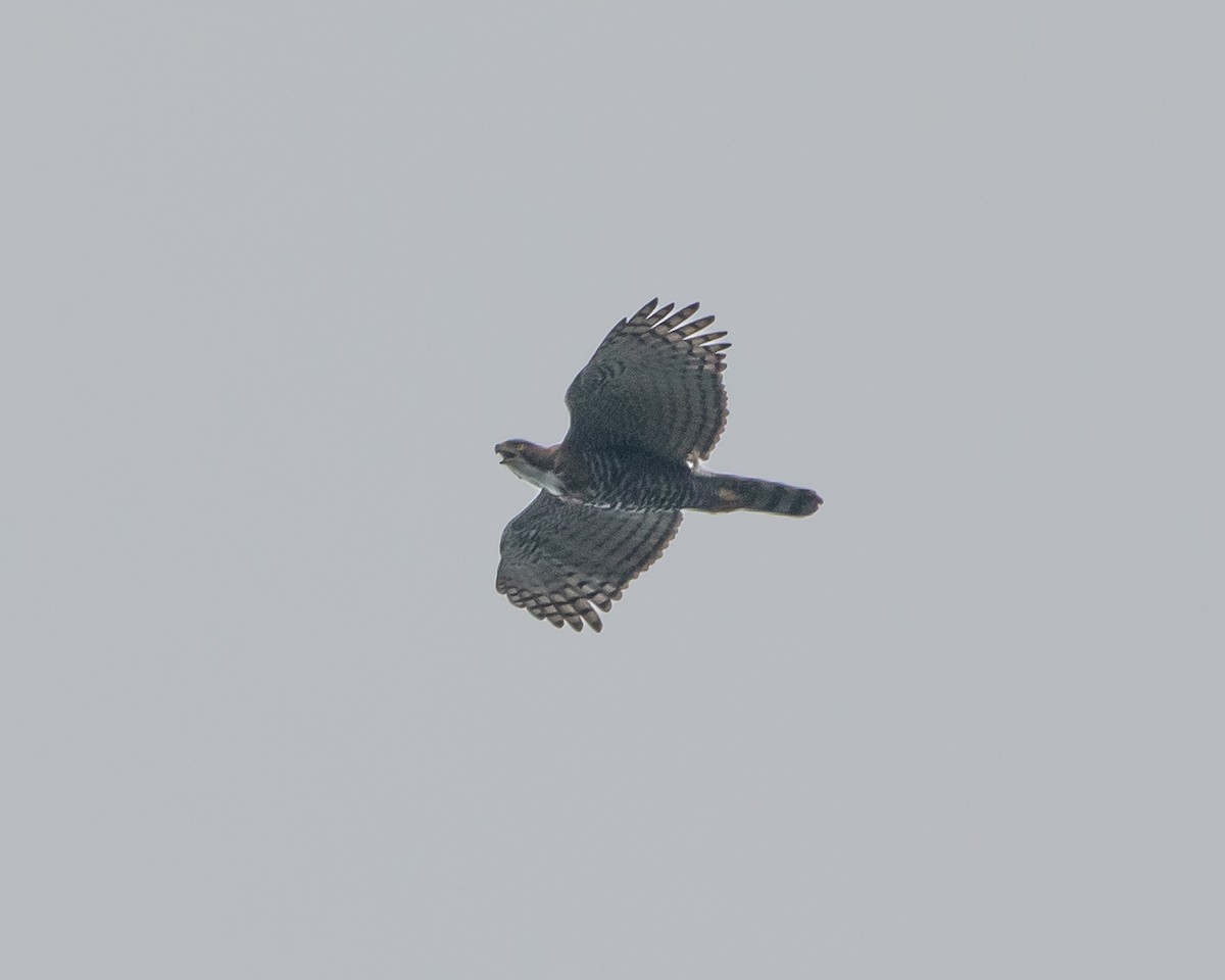 Ornate Hawk-Eagle - ML626931719