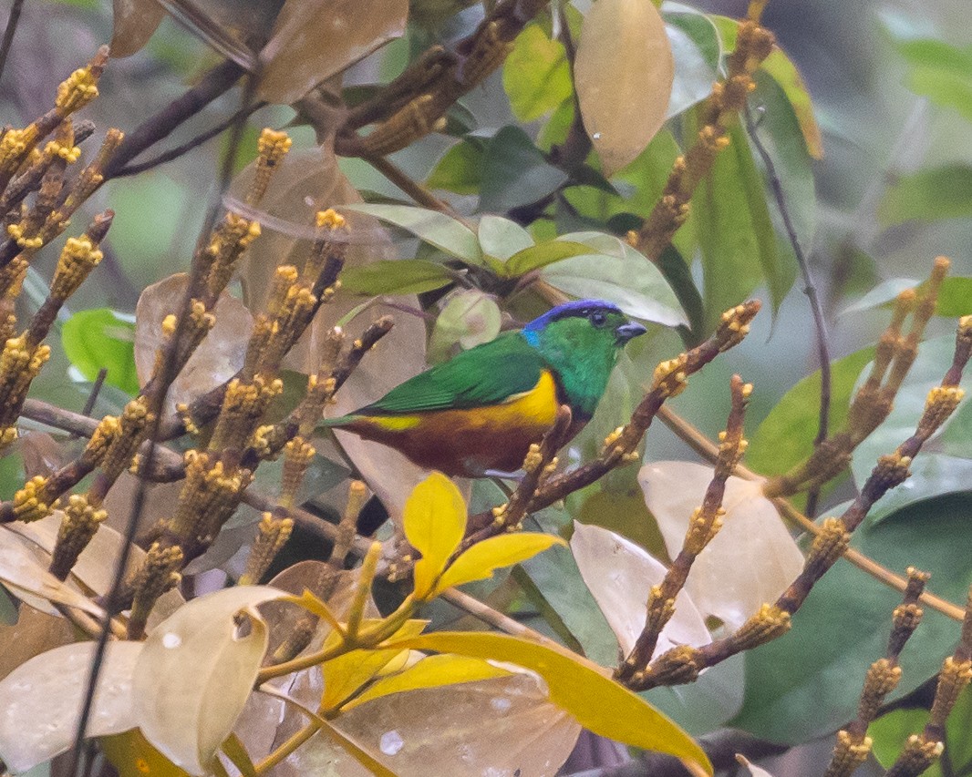 Chestnut-breasted Chlorophonia - ML626931762