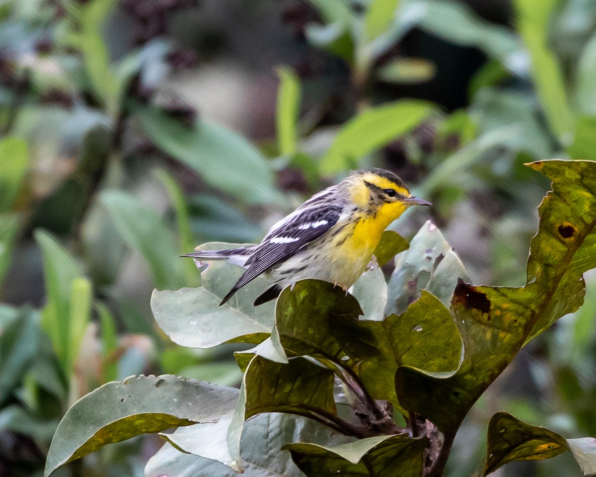 Blackburnian Warbler - ML626931770