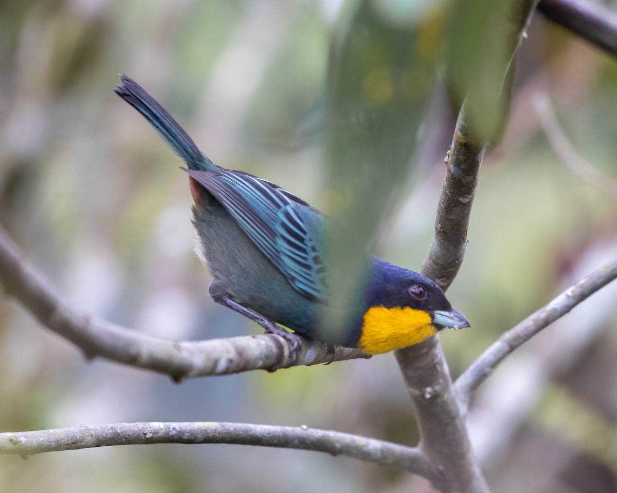 Purplish-mantled Tanager - ML626931800