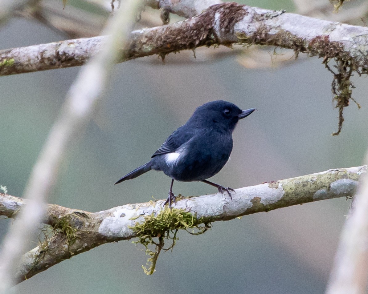 White-sided Flowerpiercer - ML626931813