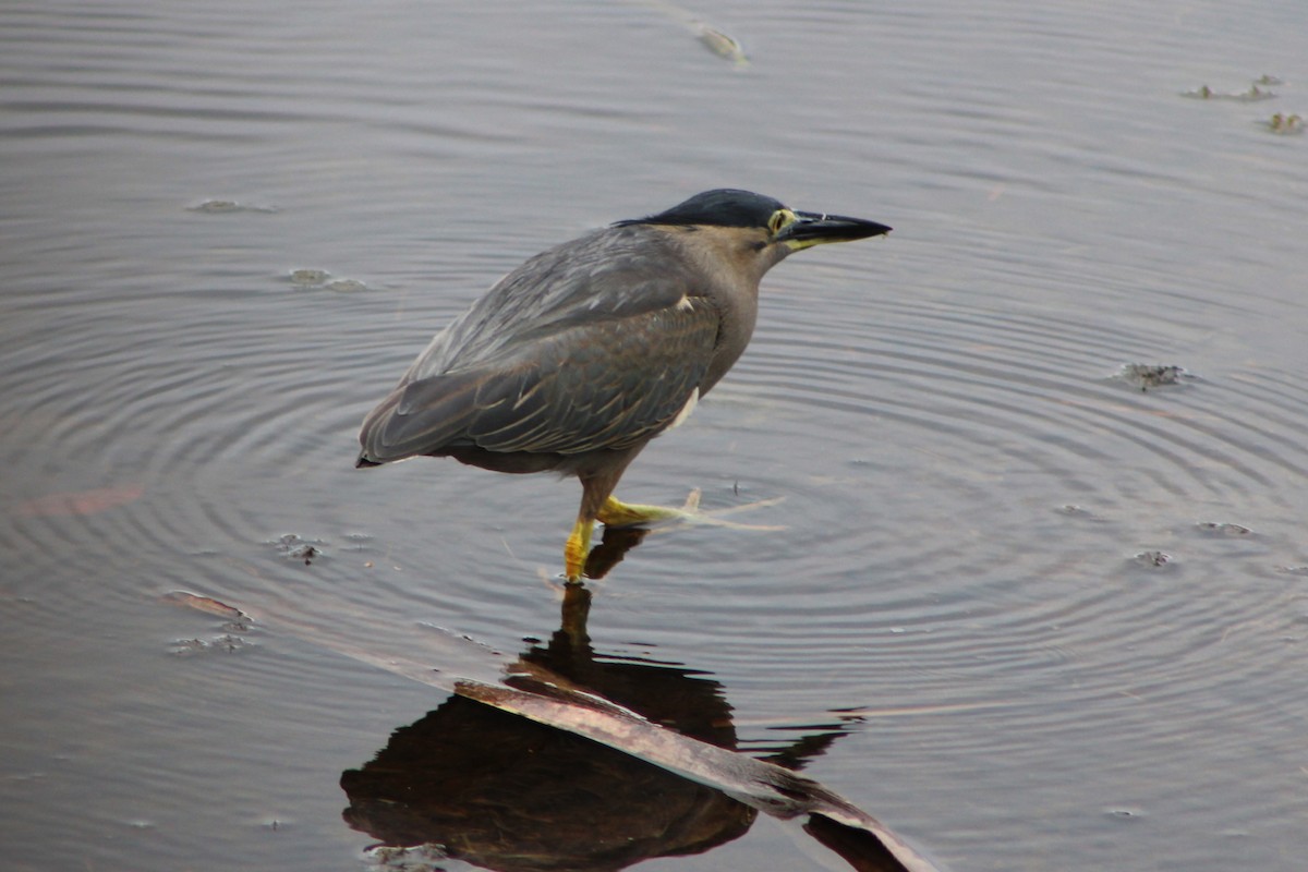 Striated Heron - ML626931834