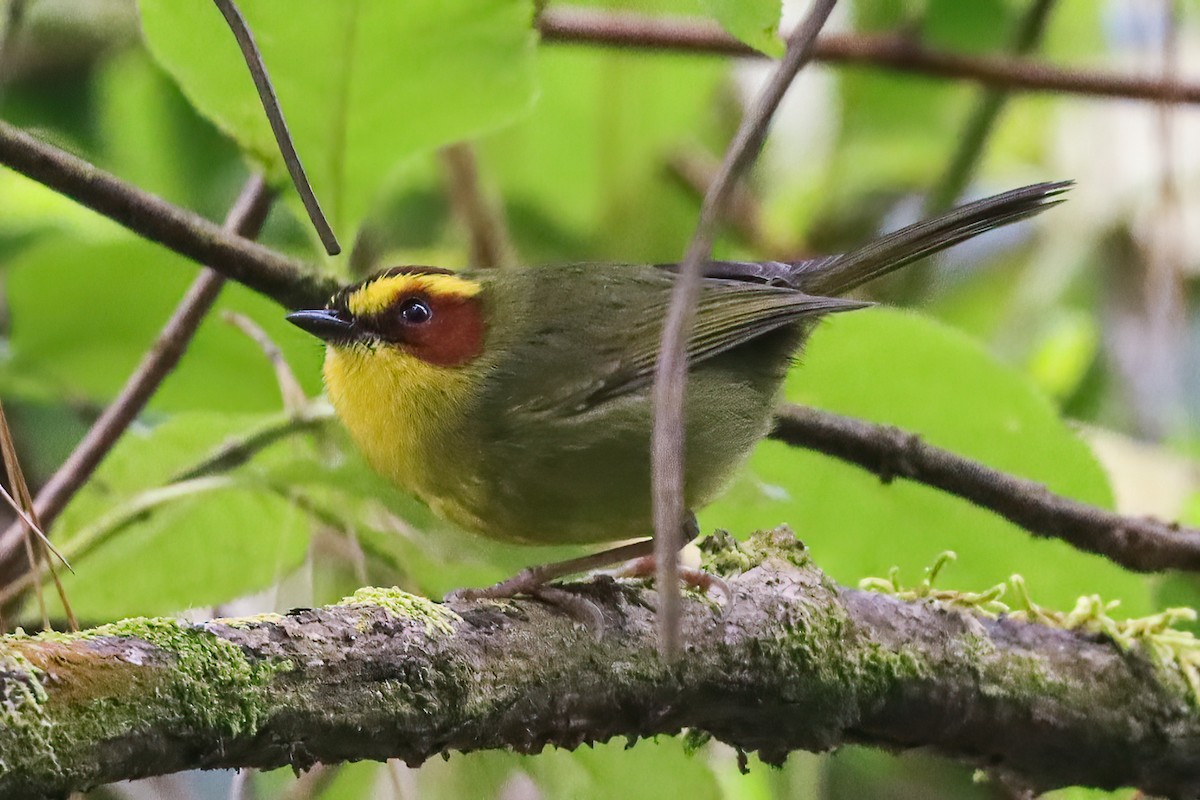 Golden-browed Warbler - ML626931851