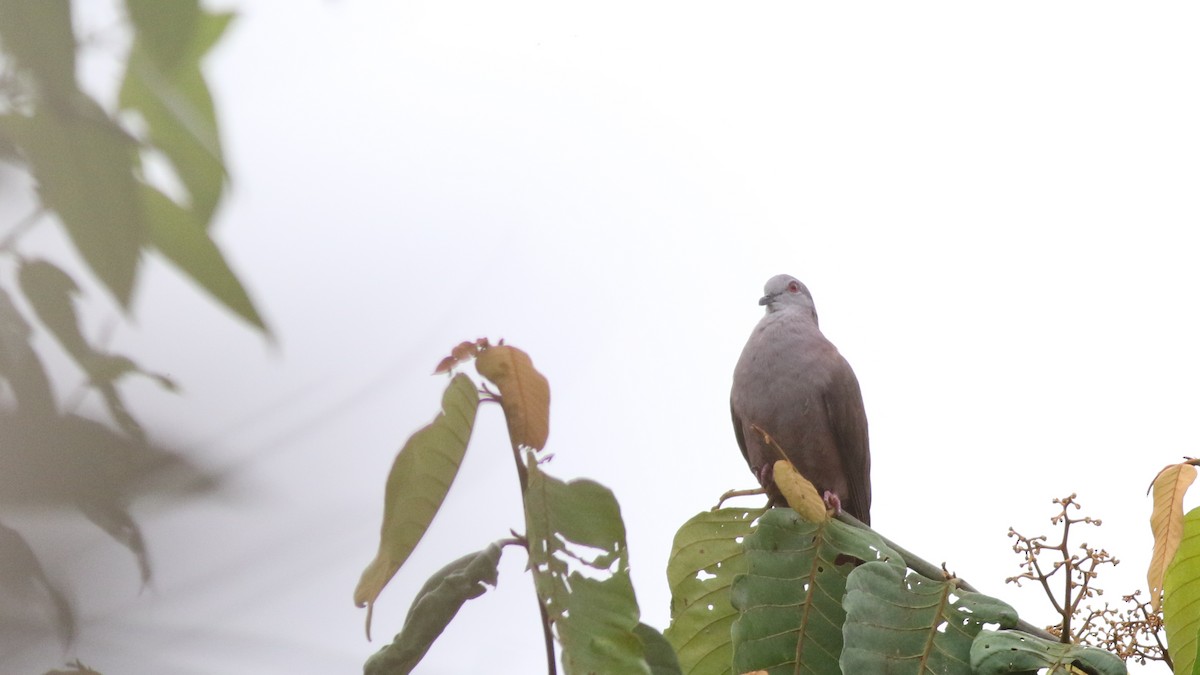 Dusky Pigeon - ML626931988