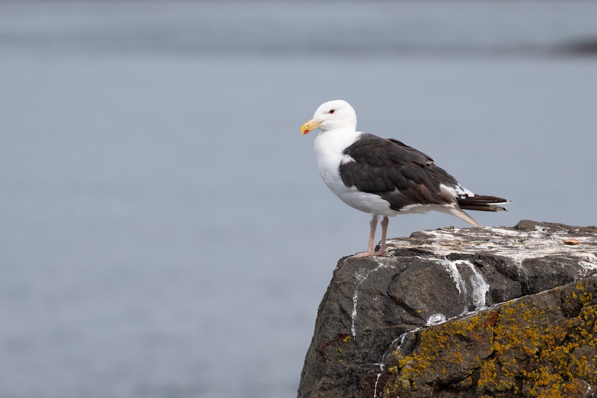 Great Black-backed Gull - ML626932058