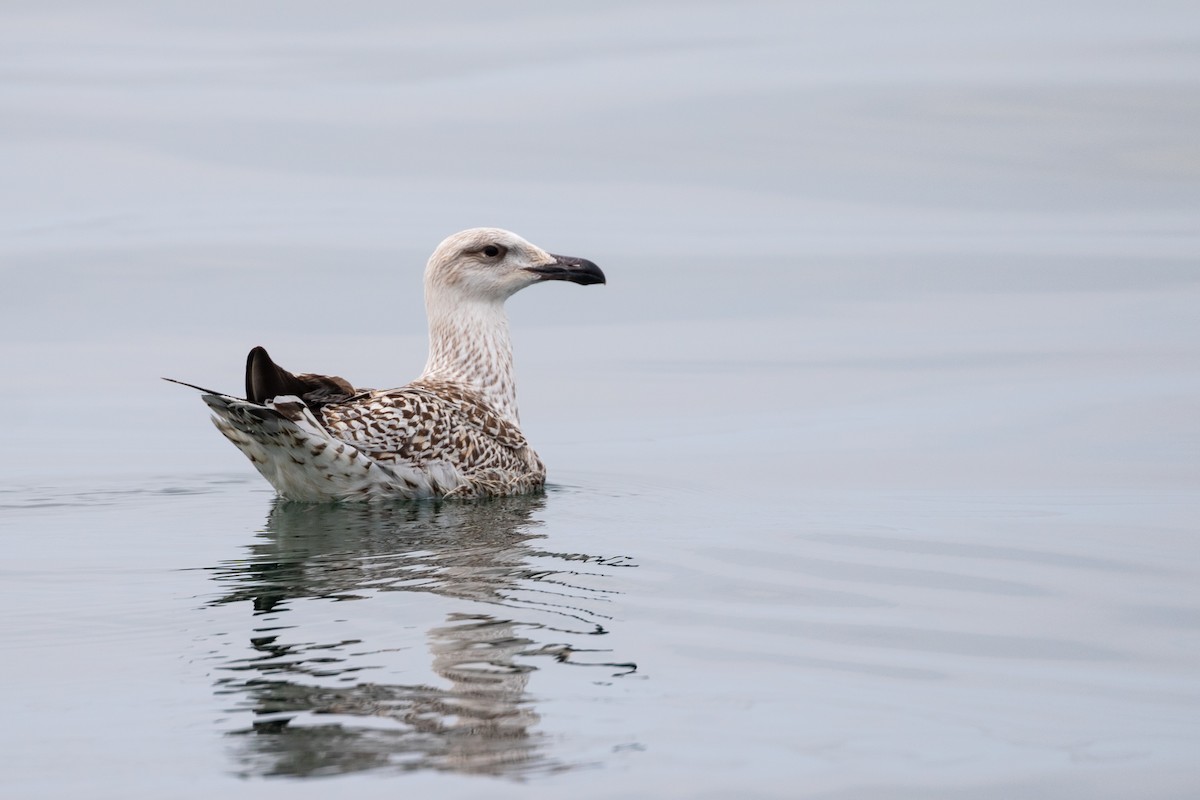 Great Black-backed Gull - ML626932059