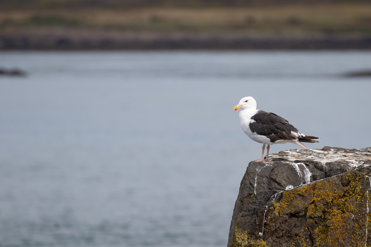 Great Black-backed Gull - ML626932060