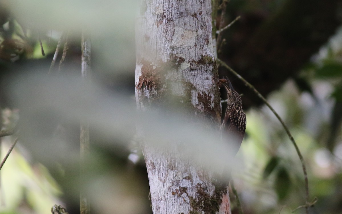 Black-striped Woodcreeper - ML626932076