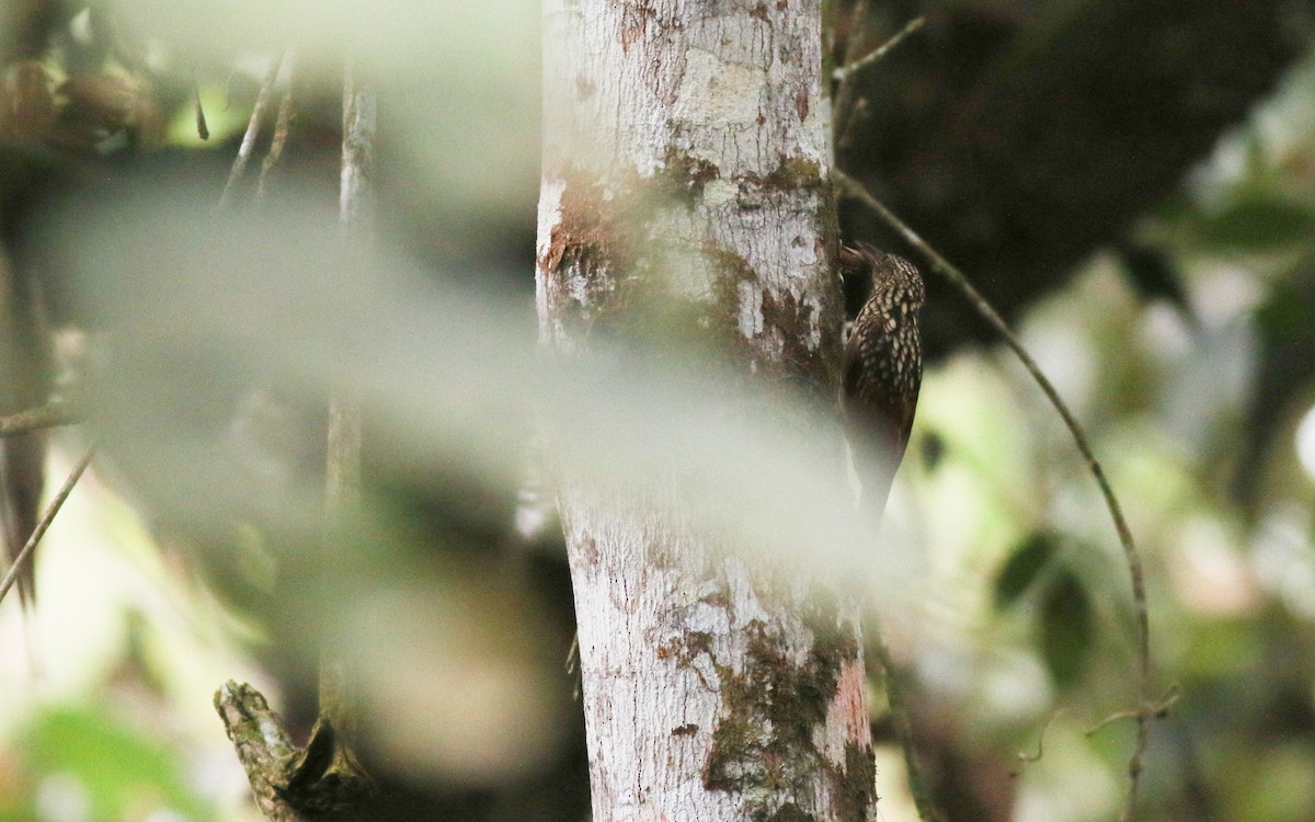 Black-striped Woodcreeper - ML626932078