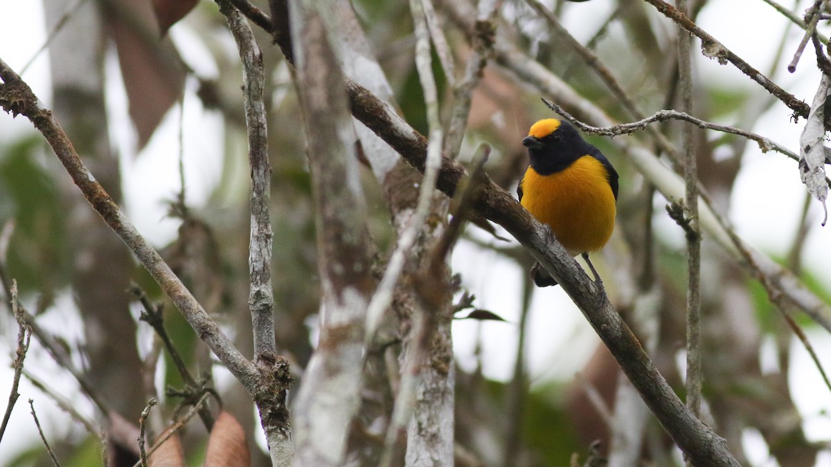 Orange-bellied Euphonia - ML626932135