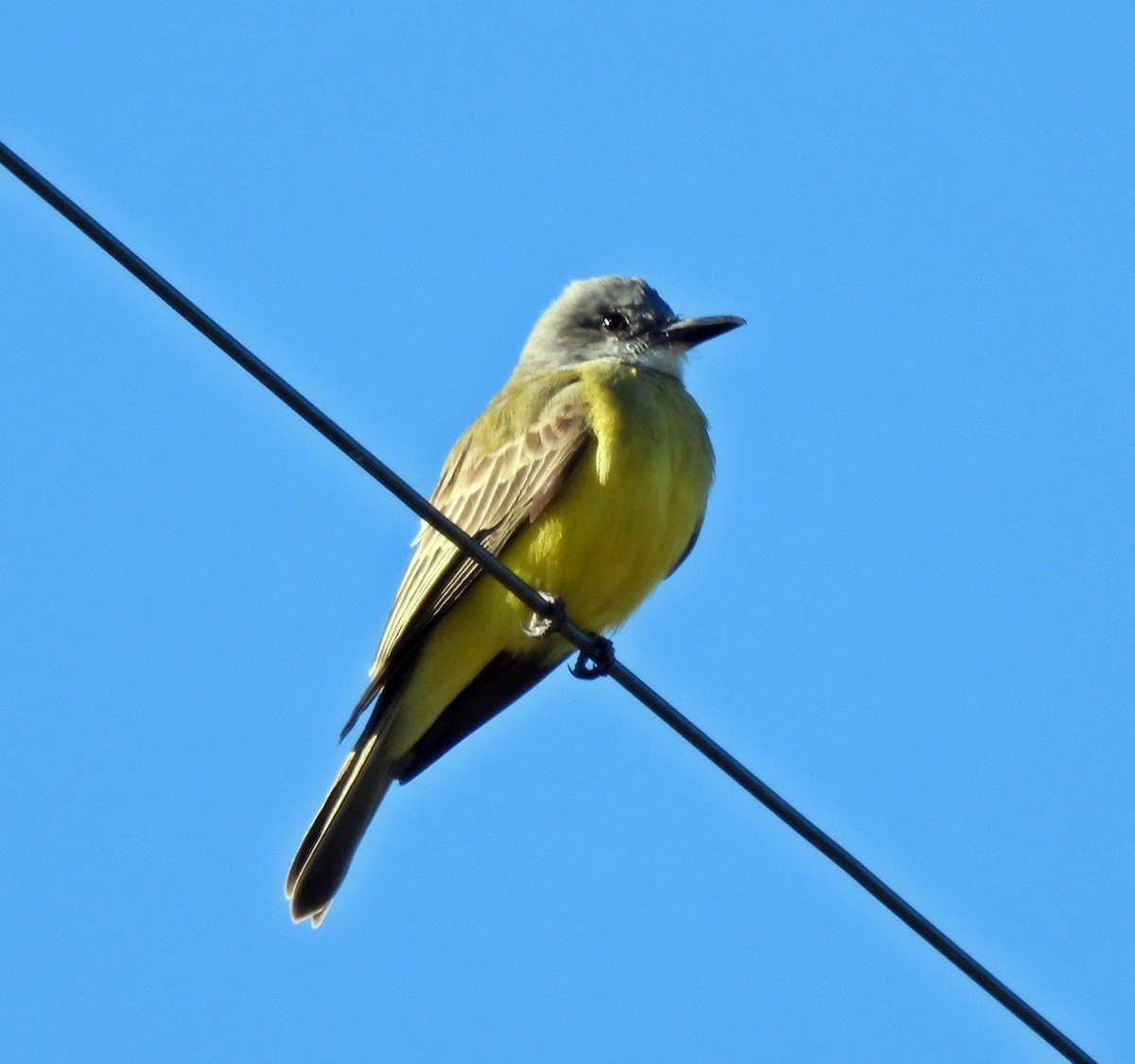 Tropical Kingbird - ML626932162