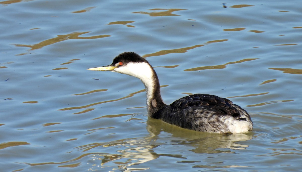Western Grebe - ML626932212