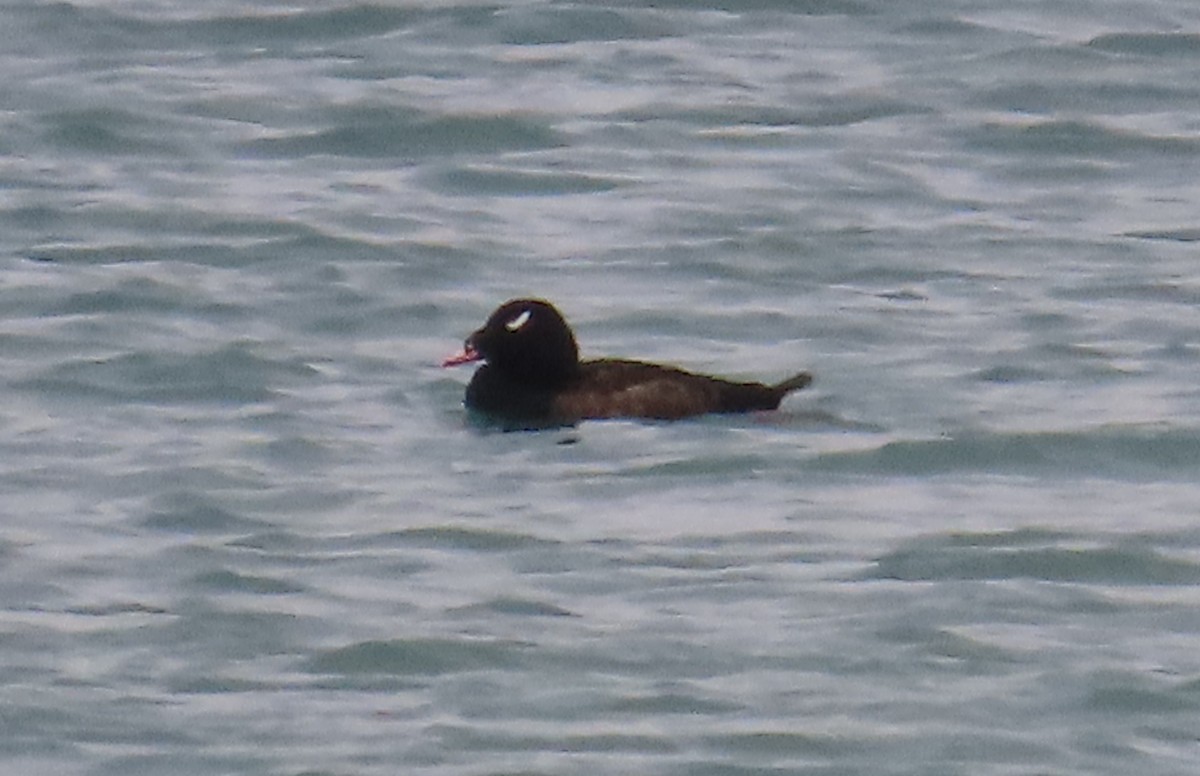White-winged Scoter - ML626932450