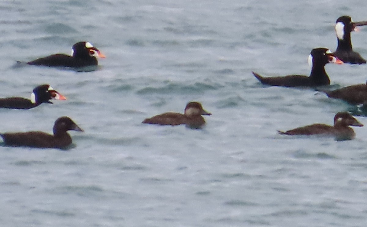 Black Scoter - ML626932473