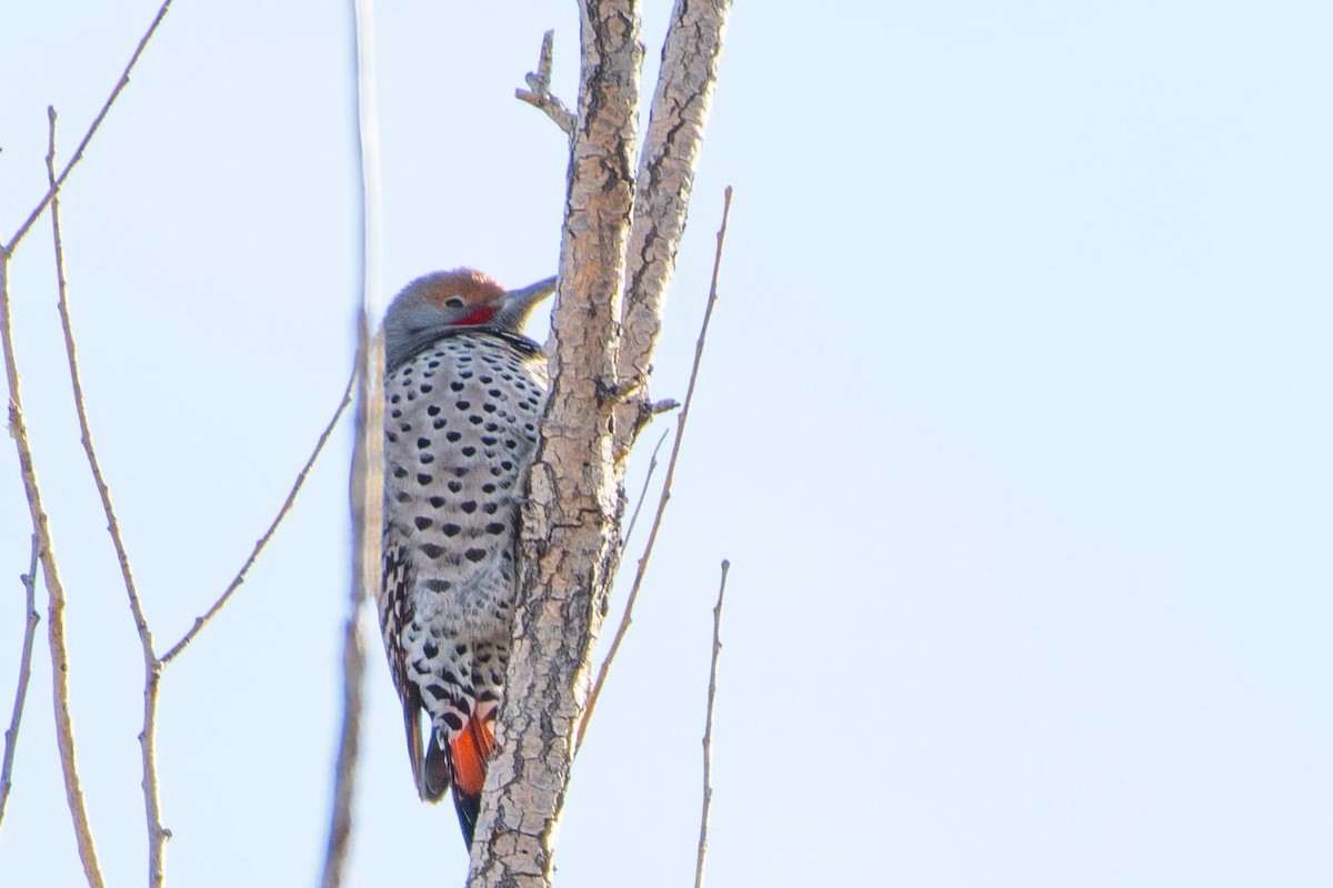 Pic flamboyant (groupe cafer) - ML626932535