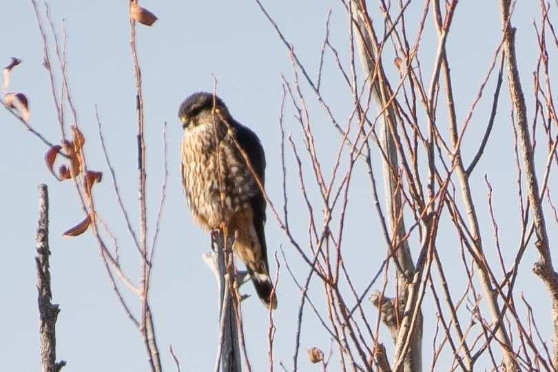 Faucon émerillon (columbarius) - ML626932540