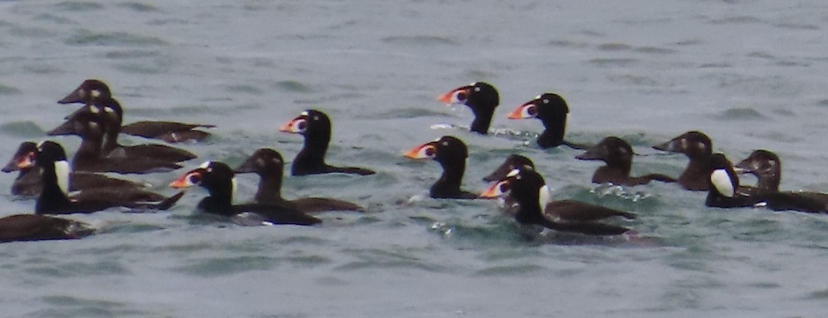 Surf Scoter - ML626932608