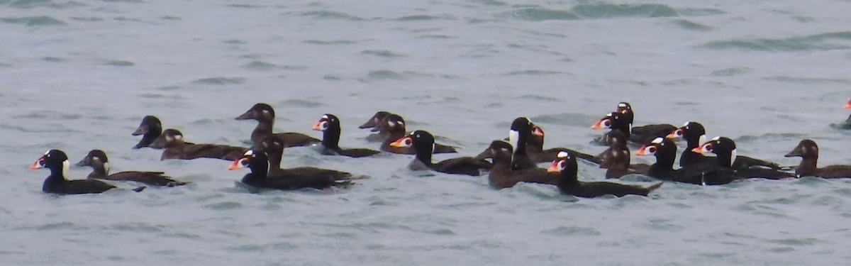 Surf Scoter - ML626932617