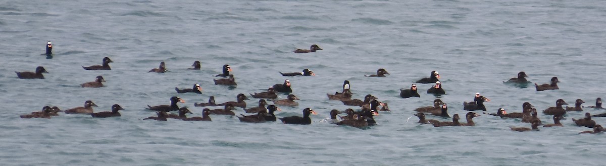 Surf Scoter - ML626932622