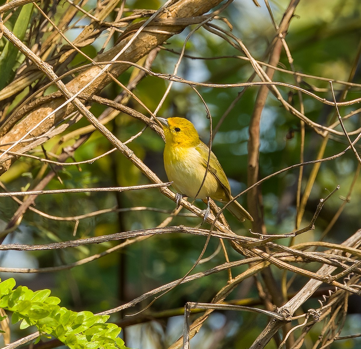 Orange-headed Tanager - ML626932831