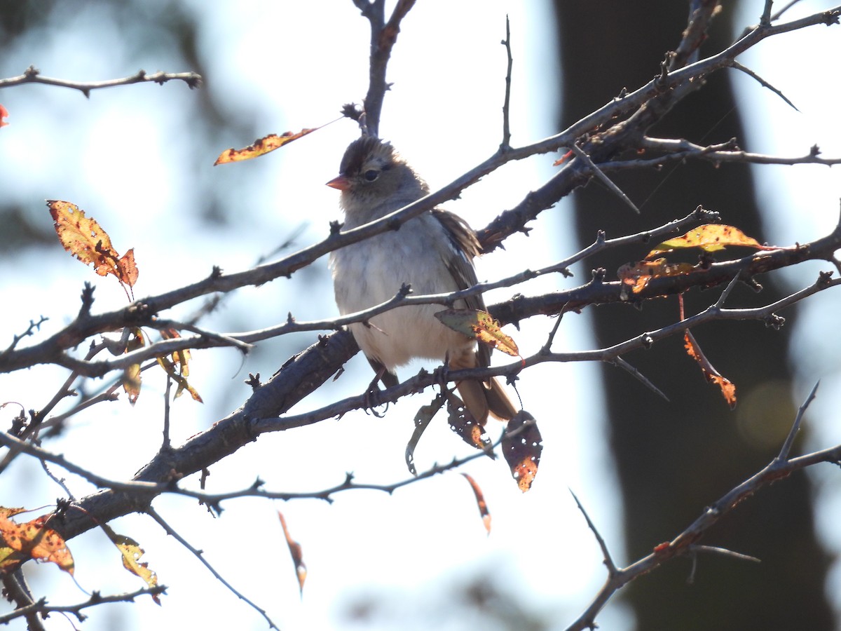 White-crowned Sparrow - ML626932953