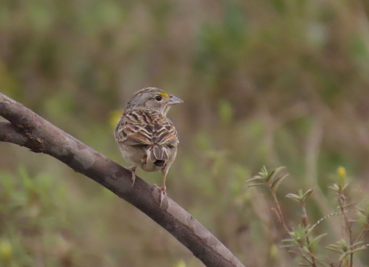 Grassland Sparrow - ML626933001