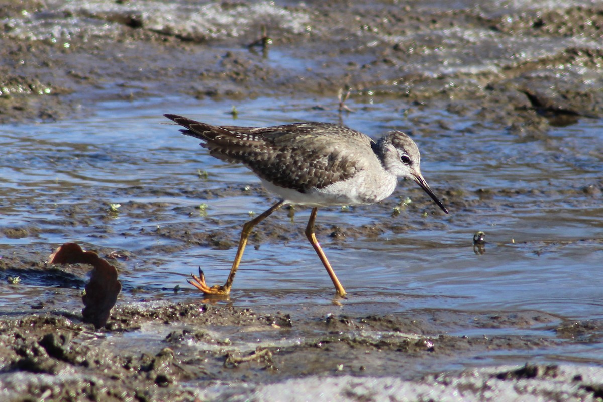 Lesser Yellowlegs - ML626933107