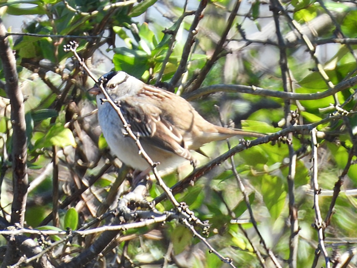 White-crowned Sparrow - ML626933159