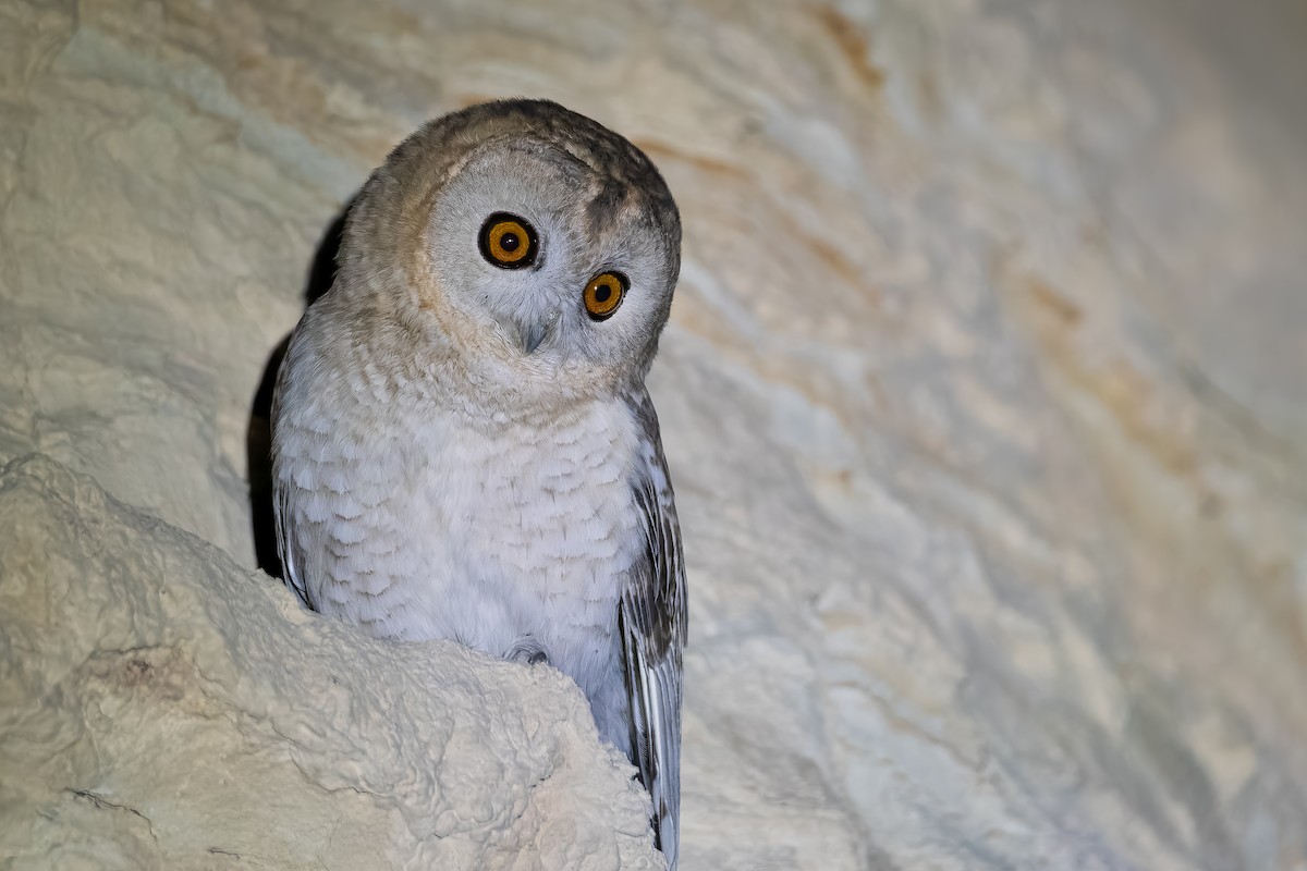 Desert Owl - ML626933281