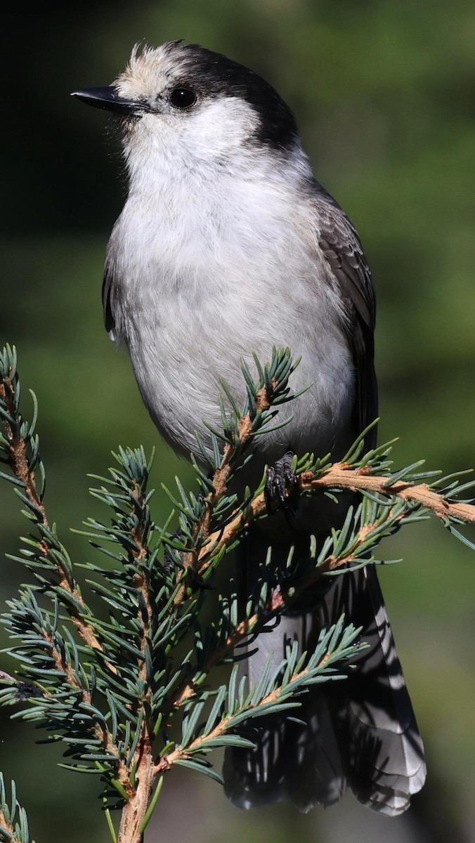 Canada Jay - ML626933422